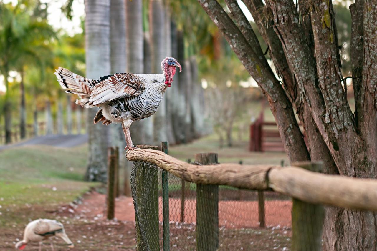 Hotel Fazenda Jacauna โบรตัส ภายนอก รูปภาพ